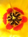 Intrior yellow tulip close up