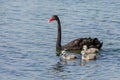 An introduced Black Swan with three cygnets Cygnus atratus swimming in Al Qudra Lake in Dubai, UAE