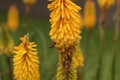 introduced honey bee flying around a yellow hot poker flower in a native Australian garden bed in a park Royalty Free Stock Photo