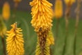 introduced honey bee flying around a yellow hot poker flower in a native Australian garden bed in a park Royalty Free Stock Photo