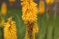 introduced honey bee flying around a yellow hot poker flower in a native Australian garden bed in a park Royalty Free Stock Photo