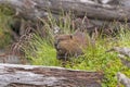 Introduced North American Beaver in Tierra del Fuego