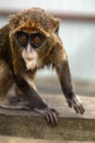 Introducing the Enigmatic Brazza's Monkey Royalty Free Stock Photo