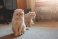 Introducing Two Cats. Adopt a Second Cat. Adding a second cat to your household. Peaceful multi-cat home companions, playmates