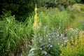 Mullein grows in our conditions along roads, on rocky slopes or on forest clearings. up to 1.5 m tall inflorescences grow on Royalty Free Stock Photo