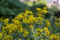 Inula britannica british yellowhead meadow fleabane flowers in bloom, yellow autumnal flowerin plant