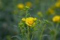 Inula britannica british yellowhead meadow fleabane flowers in bloom, yellow autumnal flowerin plant