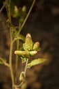 Inula conyza known as ploughman`s-spikenard, species of plant from family Asteraceae. Beautiful green yellow flower buds. Soft Royalty Free Stock Photo