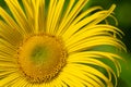 Inula Helenium flower