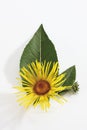 Inula (Inula) flower with leaves Royalty Free Stock Photo
