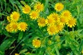 Inula japonica Royalty Free Stock Photo