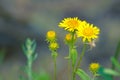 Inula japonica Royalty Free Stock Photo