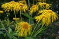 Inula Magnifica `Sonnenstrahl`, Hilliers Gardens, Romsey, Hampshire, England, UK