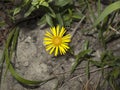 Inula salicina in bloom Royalty Free Stock Photo