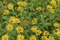 Yellow flowers of Inula salicina plant Royalty Free Stock Photo