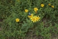 Yellow flowers of Inula salicina plant Royalty Free Stock Photo