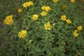 Yellow flowers of Inula salicina plant Royalty Free Stock Photo