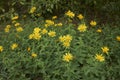 Yellow flowers of Inula salicina plant Royalty Free Stock Photo