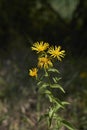 Yellow flowers of Inula salicina plant Royalty Free Stock Photo