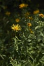 Yellow flowers of Inula salicina plant Royalty Free Stock Photo