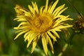 Inula salicina plants in bloom Royalty Free Stock Photo