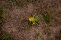 Inula salicina wild medicinal plant. a single irish fleabane yellow flower Royalty Free Stock Photo
