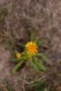 Inula salicina wild medicinal plant. a single irish fleabane yellow flower Royalty Free Stock Photo