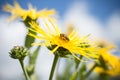 Inula yellow flowers pollinated by honey bees Royalty Free Stock Photo