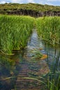 Footpath through a swamp, Northland, New Zealand