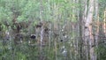 Inundation birch tree trunks and evening sunset reflections