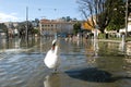 The inundation of lake Lugano Royalty Free Stock Photo