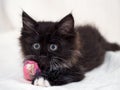 Inured black kitten with bandaged paw Royalty Free Stock Photo