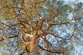 Inus sylvestris pine branches needles and trunk