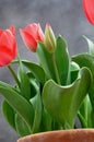 Inusual bunch red elegant tulips Royalty Free Stock Photo