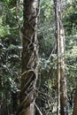 Invading ivy engulfing a tree from the ground up, 1.