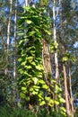 Invaside philodendron strangles a native tree in Hawaii