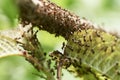 Invasion of ants. Crawling on green leaf and tree branch.