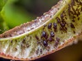 Invasion of aphidoidea colony Royalty Free Stock Photo