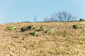 Invasion of argentinean parrots in spain. very noisy and annoying birds in the cities Royalty Free Stock Photo