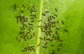 The Invasion of black ants on a green leaf, shallow focus
