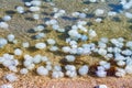 invasion of jellyfish on seashore Royalty Free Stock Photo