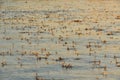 An Invasion of Long-tailed Mayfly in Sunset Light