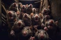 Many rats in the basement on a dark background