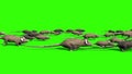 Invasion of Rats Mice Sniff Mouse Side Green Screen 3D Rendering Animation