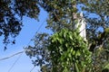 Invasive air potato vines overgrowing a pole transformer