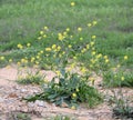 Invasive weed, Cabbage blooming.