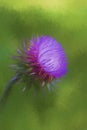 Beautiful Bristle Thistle Wildflower Digitally Painted