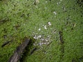 Invasive duckweed taking over neglected pond. Nature. Royalty Free Stock Photo