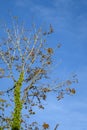 Invasive English Ivy growing up a leafless fall tree against a blue sky