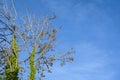 Invasive English Ivy growing up a leafless fall tree against a blue sky